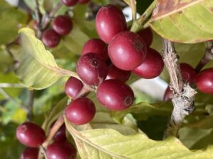 コーヒー銘柄からわかる豆の秘密