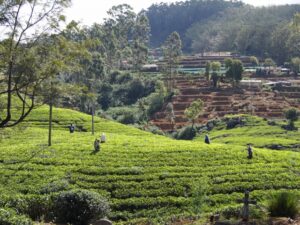 「セイロンティー」とは、スリランカから来る茶葉の総称