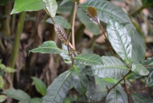 キャンディ地区の紅茶