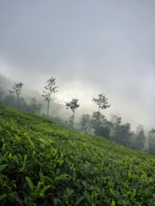 ニルギリ紅茶の魅力と特性