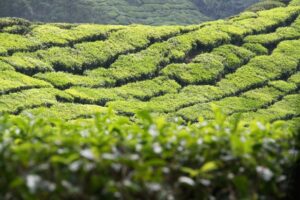 マレーシア紅茶とキームン紅茶の特徴